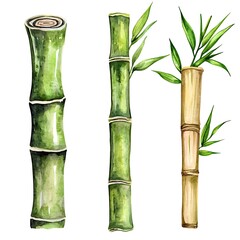 Fototapeta premium Watercolor Illustration of Three Bamboo Stems with Leaves, Isolated on White Background.