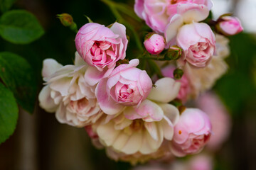 Rose bush pink blossoming on sunny day