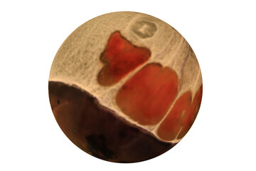 Planets for use in your photos or art images. Made from liquid art using water, paint, soap, oil...