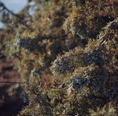 Juniper Trees and their berries.