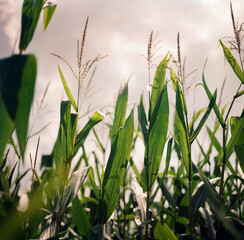 Corn stocks on an overcast day.