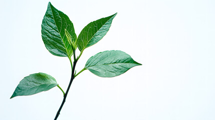Fototapeta premium Fresh Green Leaves on a Young Plant Against a White Background