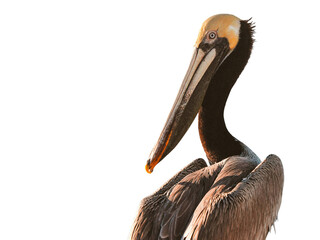 Close-up of pelican isolated on white background