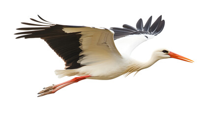 Fototapeta premium Flying white stork isolated on a white background