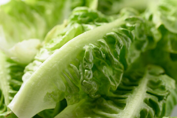 Fresh cos lettuce romaine, Green leaf vegetable background