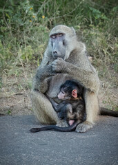 Fototapeta premium A chacma baboon mother having a snooze at the side of a road while her recently born baby clings to the fur on her stomach in a cuddly pose in a game reserve in South Africa.