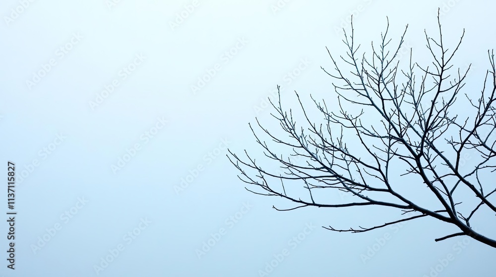 Poster mysterious fog idea. a minimalist image of a bare tree branch against a serene, soft blue background