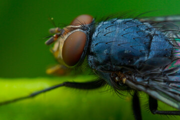 fly on green leaf in macro detail close up