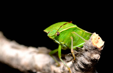 small green bug on a wood