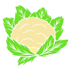 illustration of a cauliflower