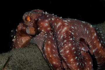 Stary-night octopus or Callistoctopus luteus © Jack