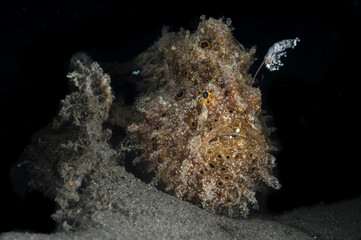 Painted Frogfish or Antennarius pictus,  using its lure