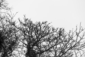 silhouette of a tree in a black and white style photo in Rio de Janeiro.