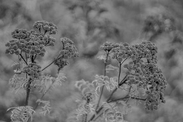 seed heads on vegetation, black and white