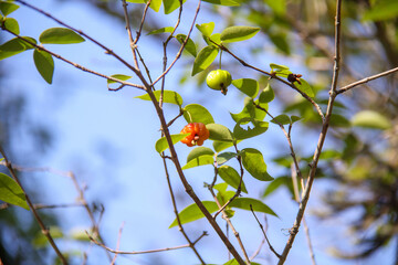 Ripe pitangas on a tree in Rio de Janeiro.