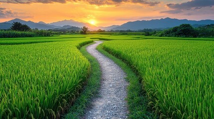 Fototapeta premium Scenic Lush Green Rice Fields with Winding Footpath