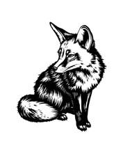 Vintage engraving isolated fox set illustration ink sketch. Wild animal background foxy animal silhouette art. Black and white hand drawn image, retro style