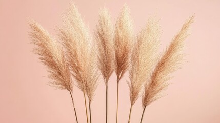 Pampas grass outdoor in light pastel colors. 