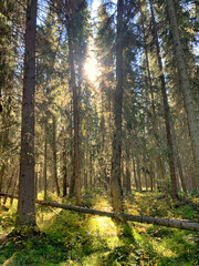 Sunlight Streaming Through Forest in Banff National Park