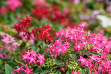 優雅に咲き誇るペンタス