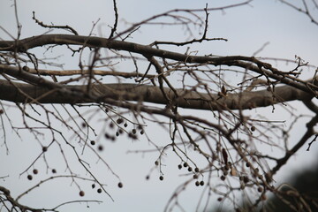 Image of a tree with fallen leaves in an apartment building near the Daecheongcheon Stream walking trail
