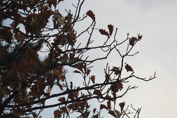 Image of maple trees and branches blooming on Dadaepo Beach in Busan