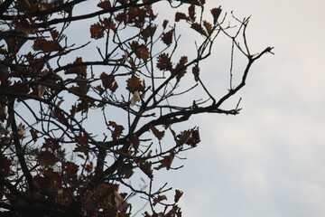 Image of maple trees and branches blooming on Dadaepo Beach in Busan