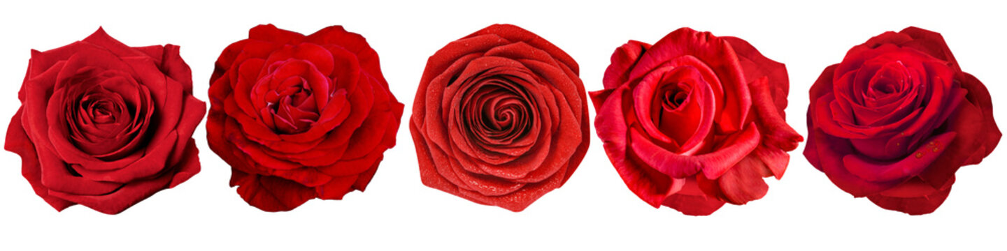 PNG Vibrant red roses beautifully arranged, element set on transparent background