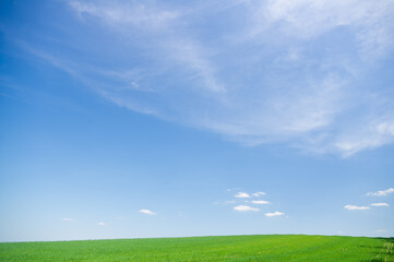A green field with young wheat