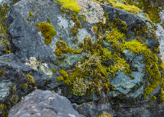 Lichens And Moss Covering  A Rocky Area