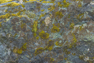 Lichens And Moss Covering  A Rocky Area