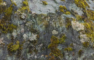  Lichens And Moss Covering  A Rocky Area