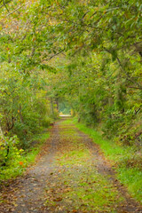Lush Foliage Along Pathway