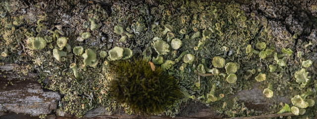 Lichens On The Fence