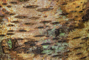 Tree Bark