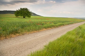 A dirt road running through a green summer pasture in the mountains.