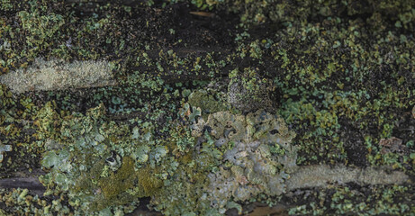 Lichens On The Fence