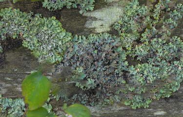 Lichens On The Fence