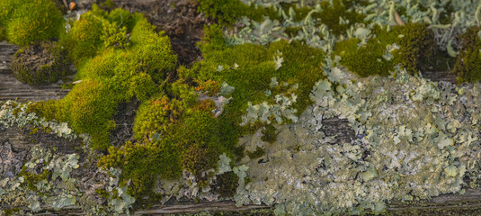 Lichens On The Fence