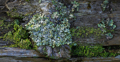 Lichens On The Fence