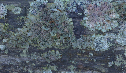 Lichens On The Fence