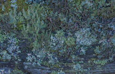 Lichens On The Fence