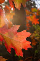 Fototapeta premium Yellowed leaves on a tree in the rays of the setting autumn sun.