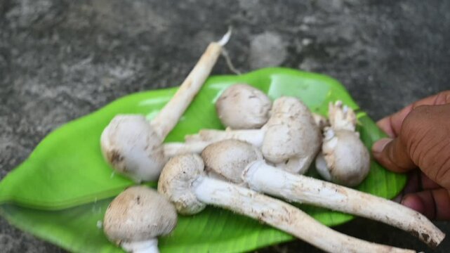 Termitomyces schimperi mushroom. It &nbsp;is a large&nbsp;mushroom&nbsp;associated with the termite species&nbsp;Macrotermes michaelseni. It contains lots of vitamins. It increases the immunity of our body. Slow motion v