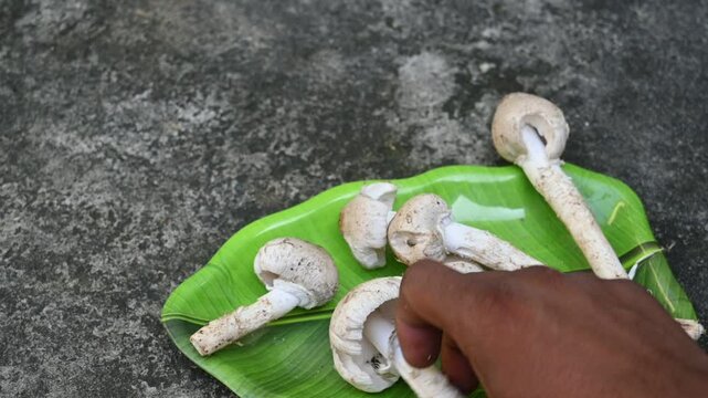 Termitomyces schimperi mushroom. It &nbsp;is a large&nbsp;mushroom&nbsp;associated with the termite species&nbsp;Macrotermes michaelseni. It contains lots of vitamins. It increases the immunity of our body. Slow motion v