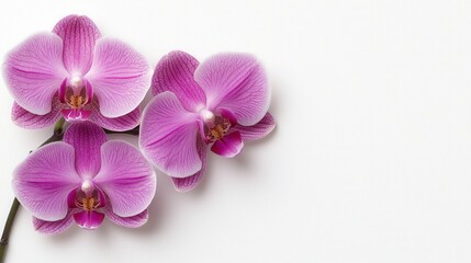 Elegant Pink Orchids on White Background, Floral Still Life