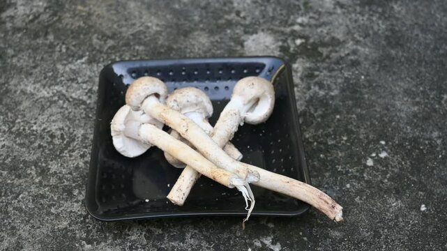 Termitomyces schimperi mushroom. It &nbsp;is a large&nbsp;mushroom&nbsp;associated with the termite species&nbsp;Macrotermes michaelseni. It contains lots of vitamins. It increases the immunity of our body. Slow motion v
