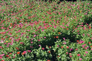 Fototapeta premium field of red and white flower