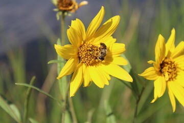 little bee on yellow flower