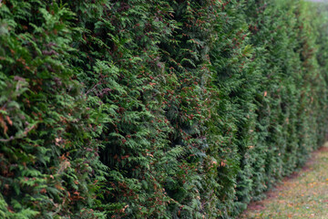 Dense green hedge lining a garden pathway in the afternoon light, creating a serene outdoor atmosphere